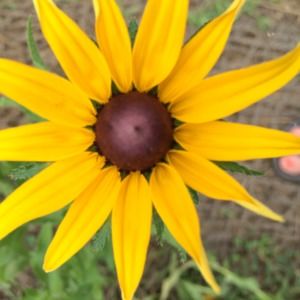 Meet your Posher, Tom